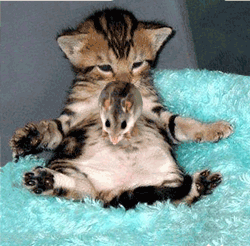 LE CHAT ET LA SOURIS